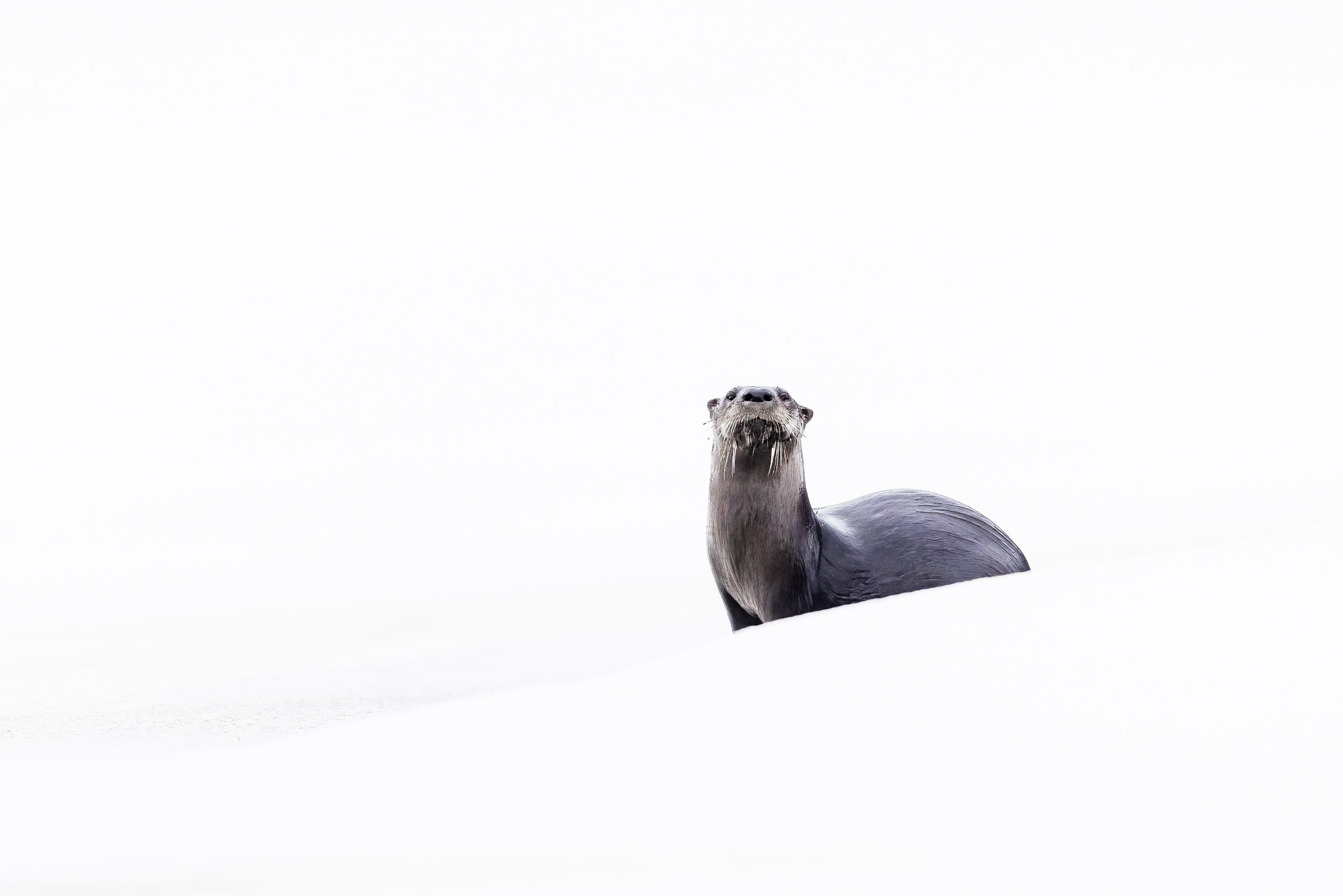 River Otter 053