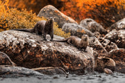 Loutre de rivière 058