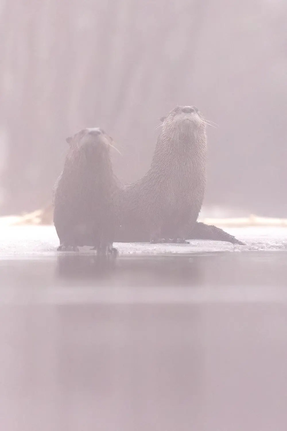 LOUTRE_62 Jean-Simon Bégin - Photographe Animalier et Artiste Peintre