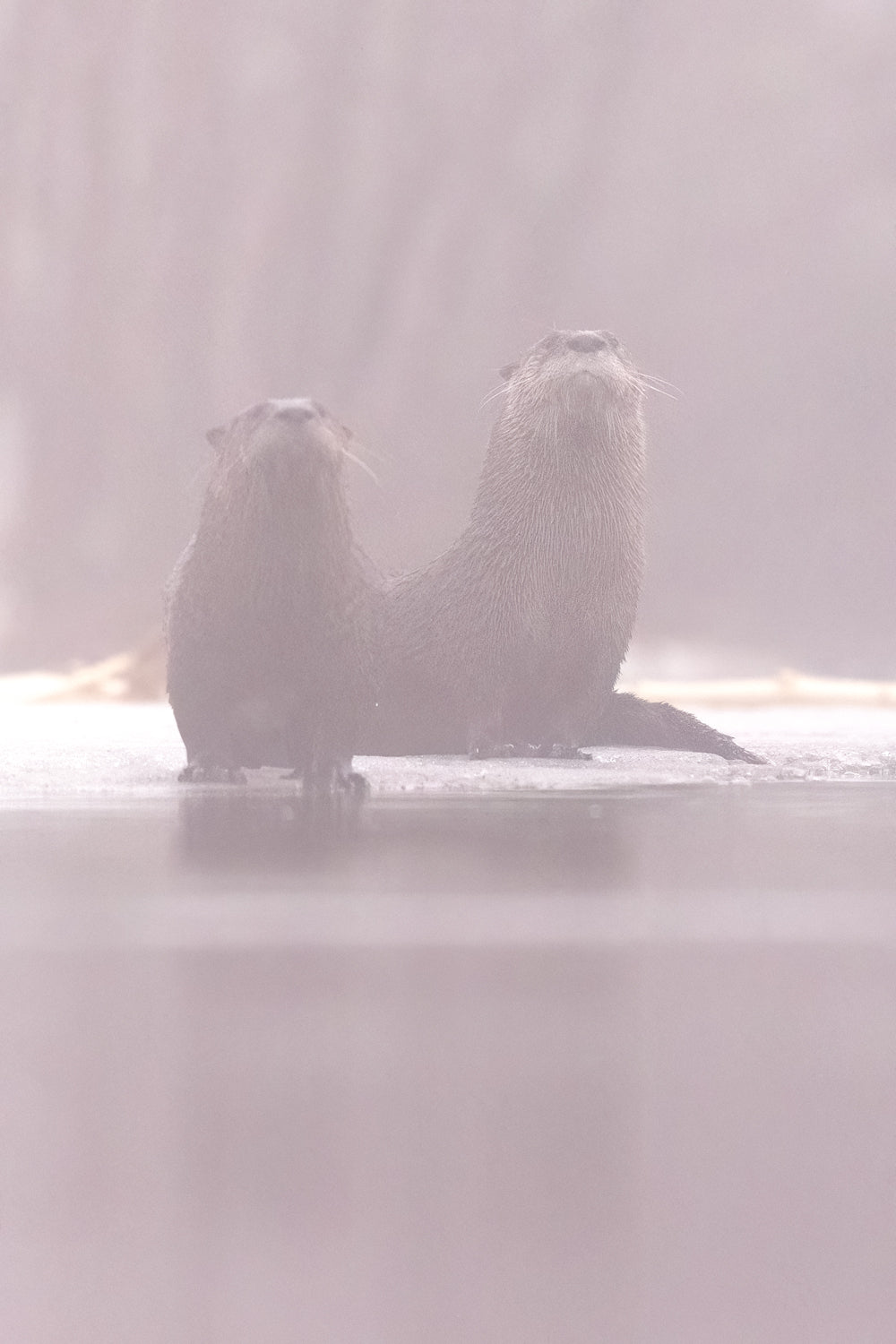LOUTRE_62 Jean-Simon Bégin - Photographe Animalier et Artiste Peintre