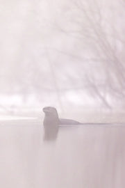 LOUTRE_64 Jean-Simon Bégin - Photographe Animalier et Artiste Peintre