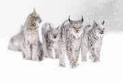 Lynx 001