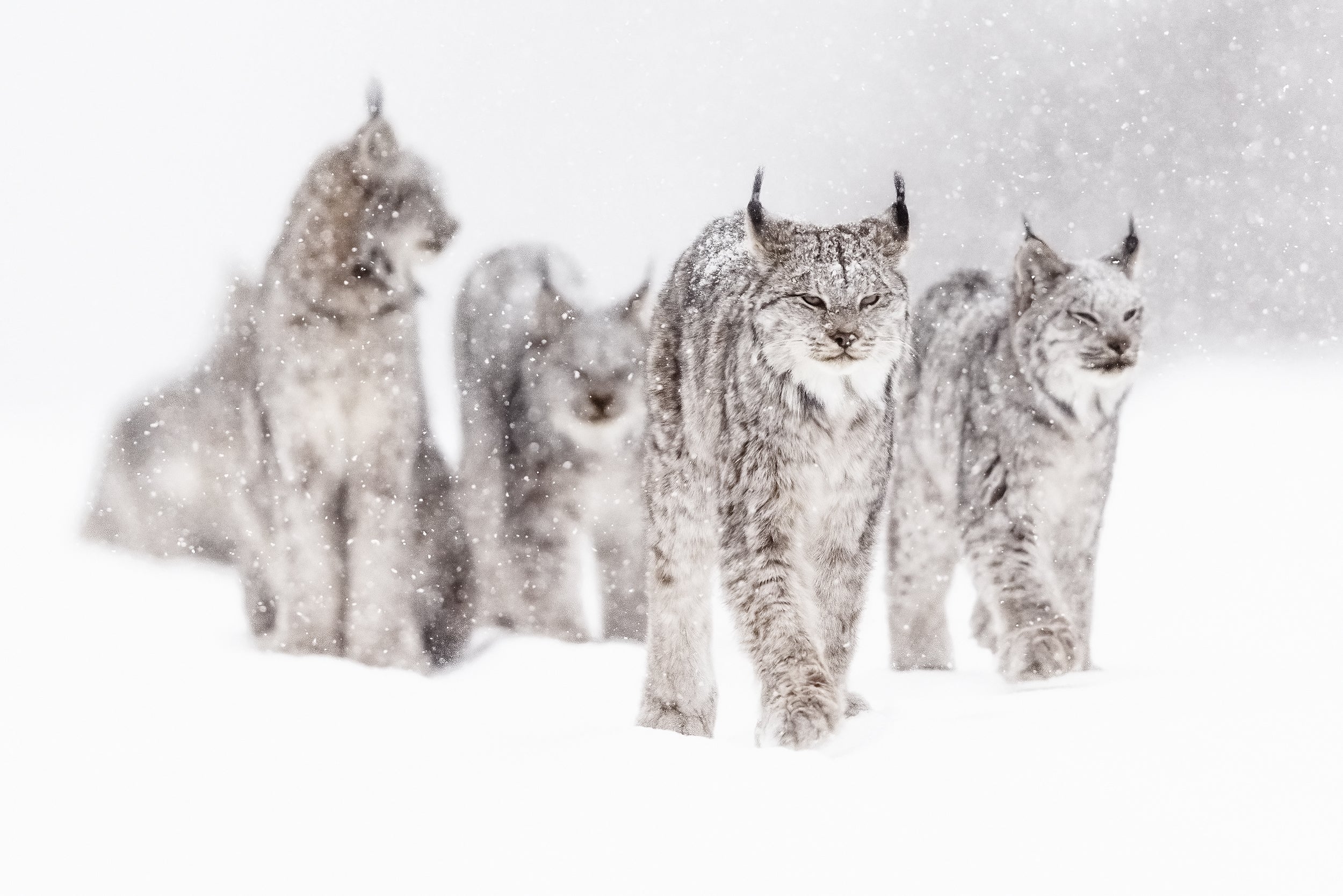 Lynx 001