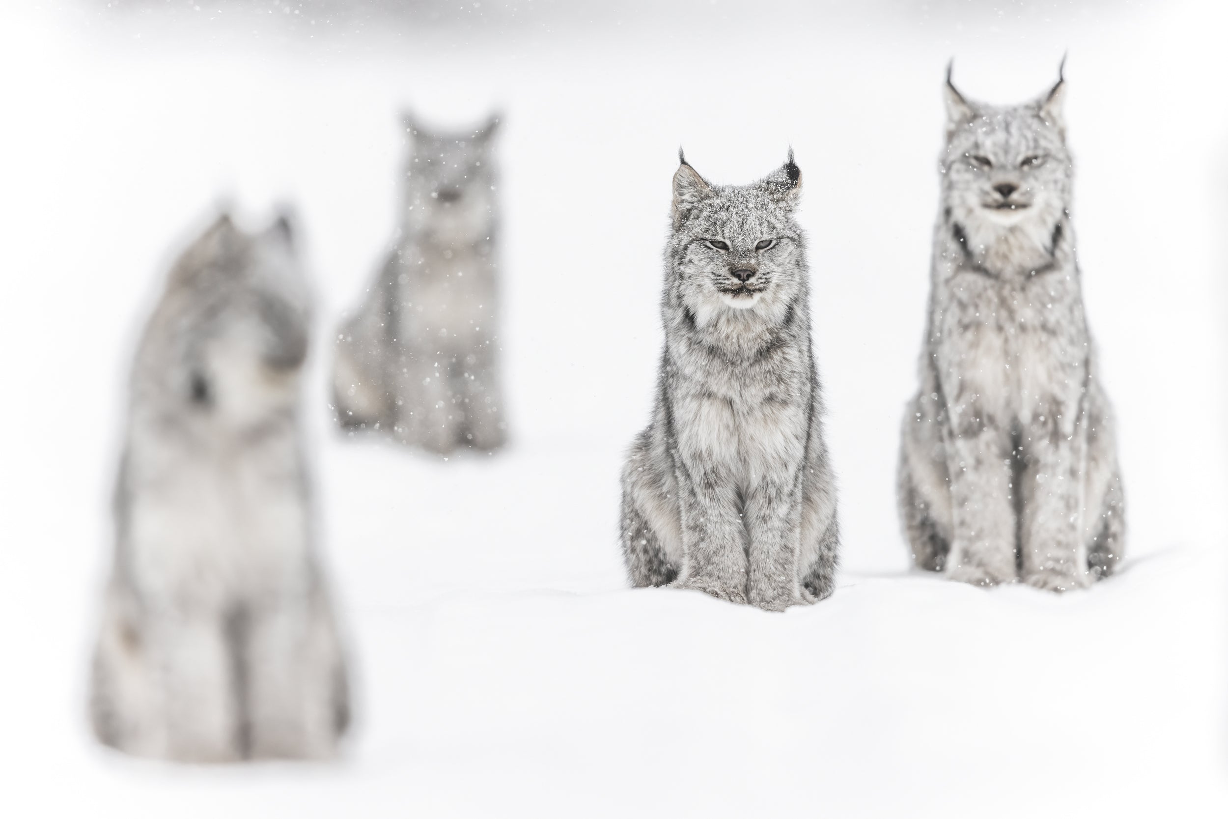Lynx 011