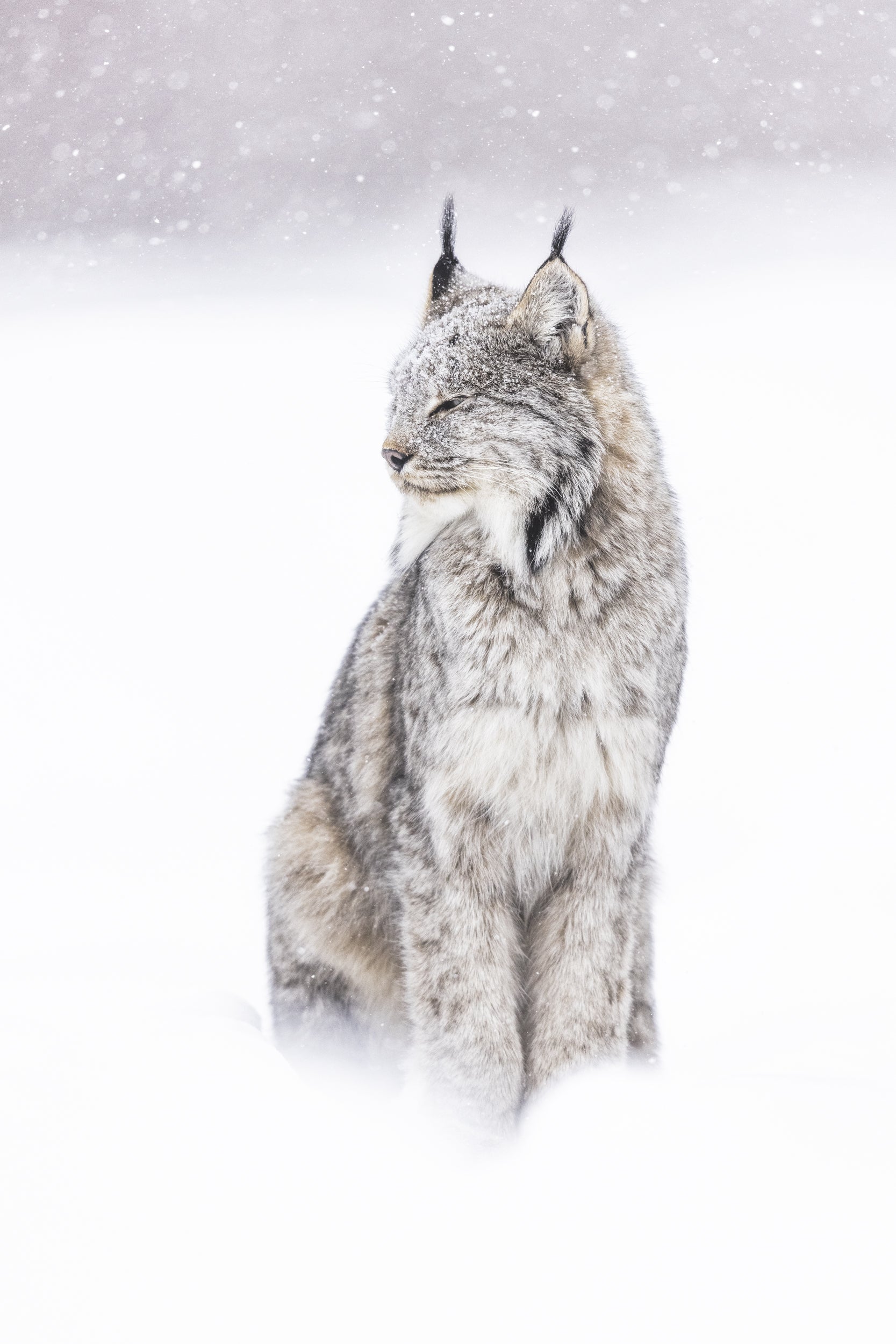 Lynx 012