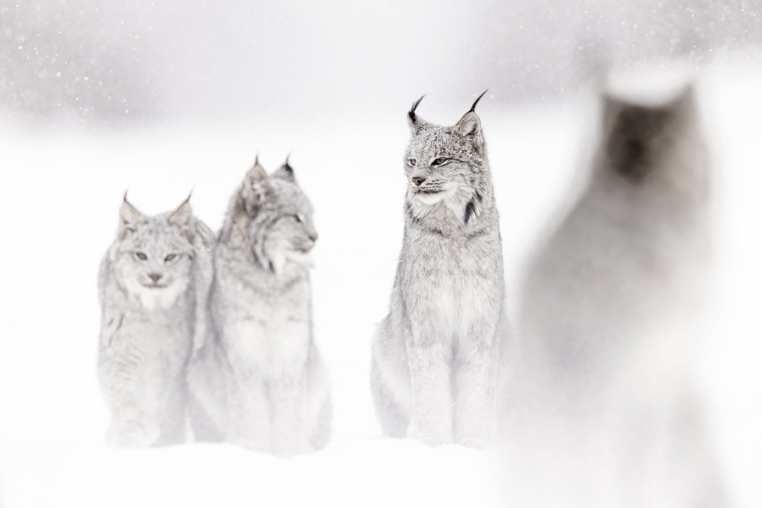 Lynx 013