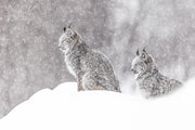 Lynx 014
