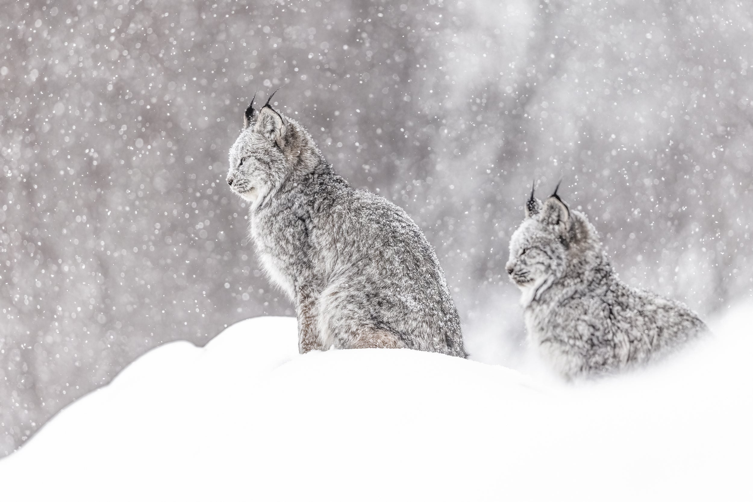 Lynx 014