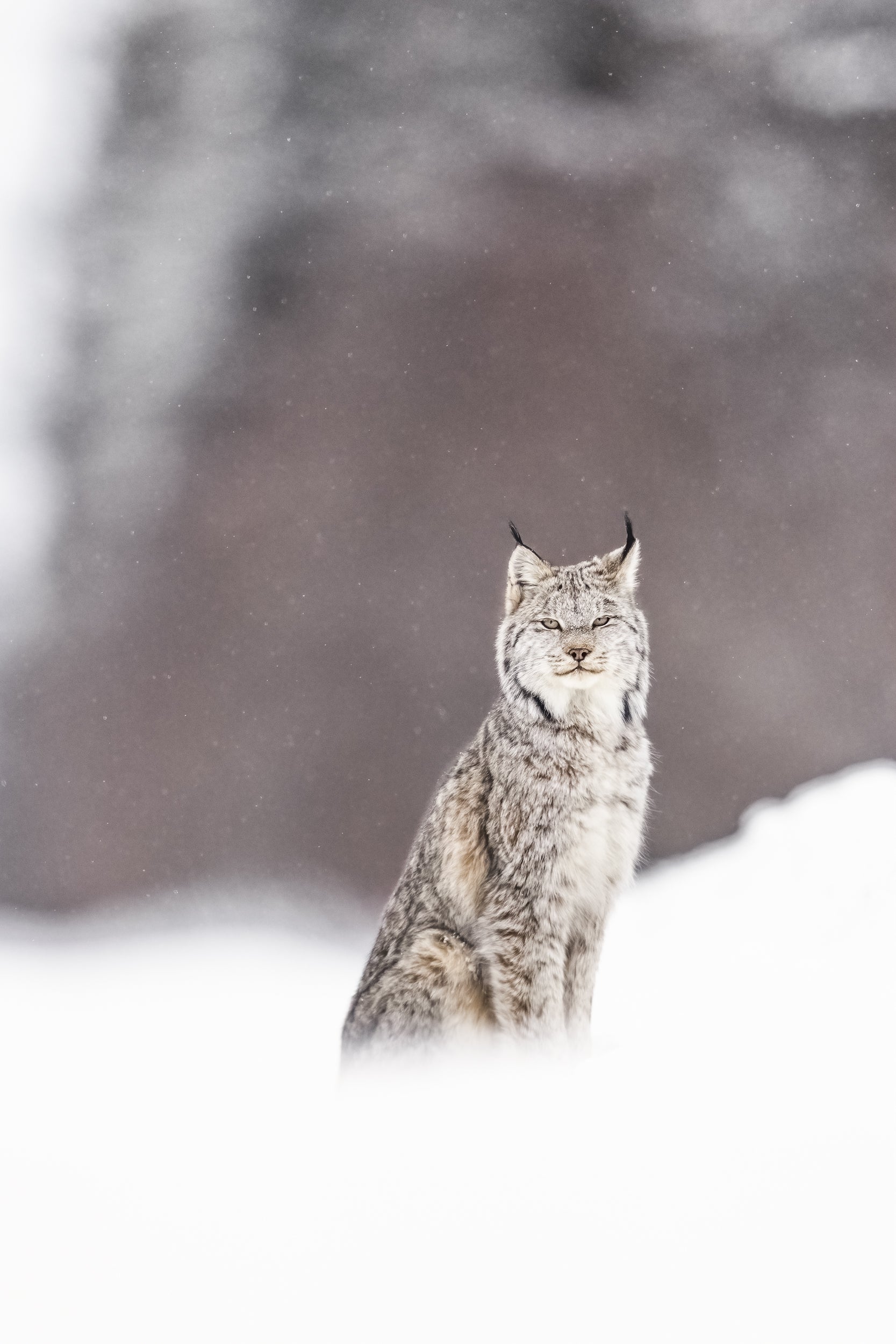 Lynx 015