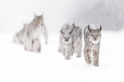 Lynx 016