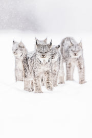 Lynx 017