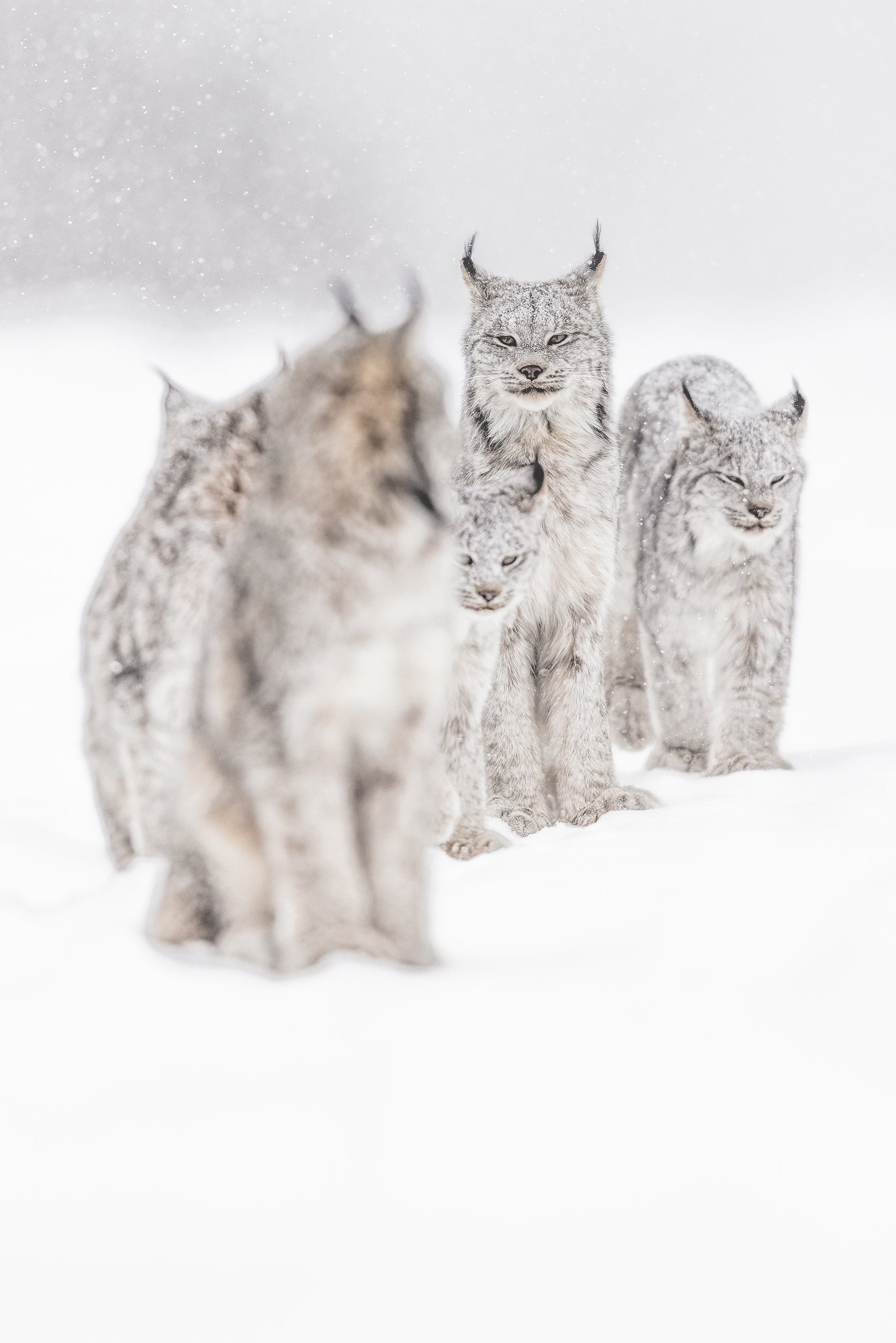 Lynx 019