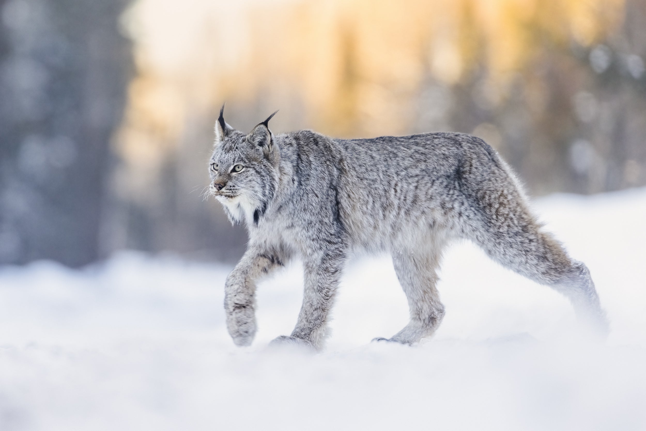 Lynx 002