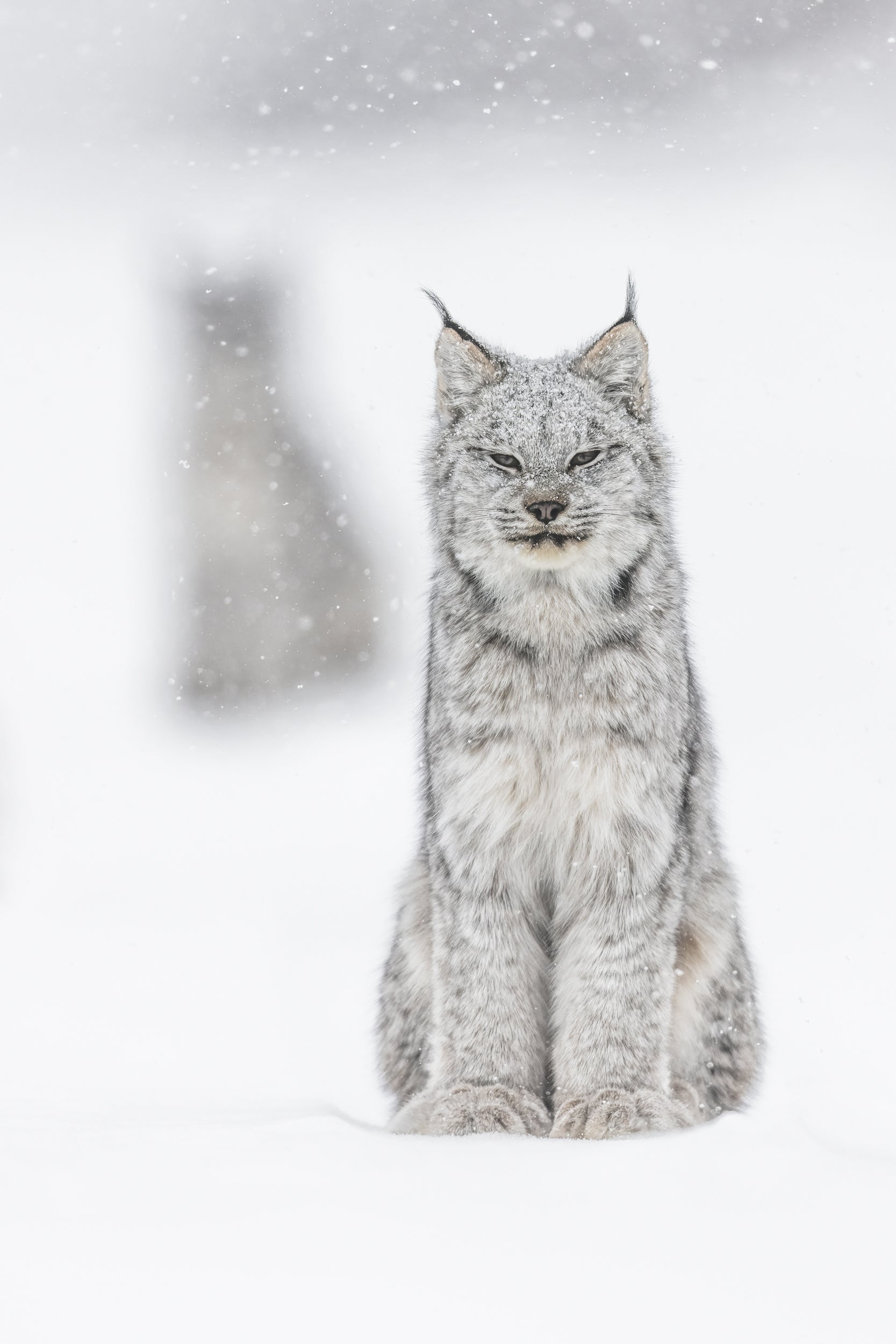 Lynx 020