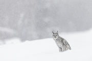 Lynx 022