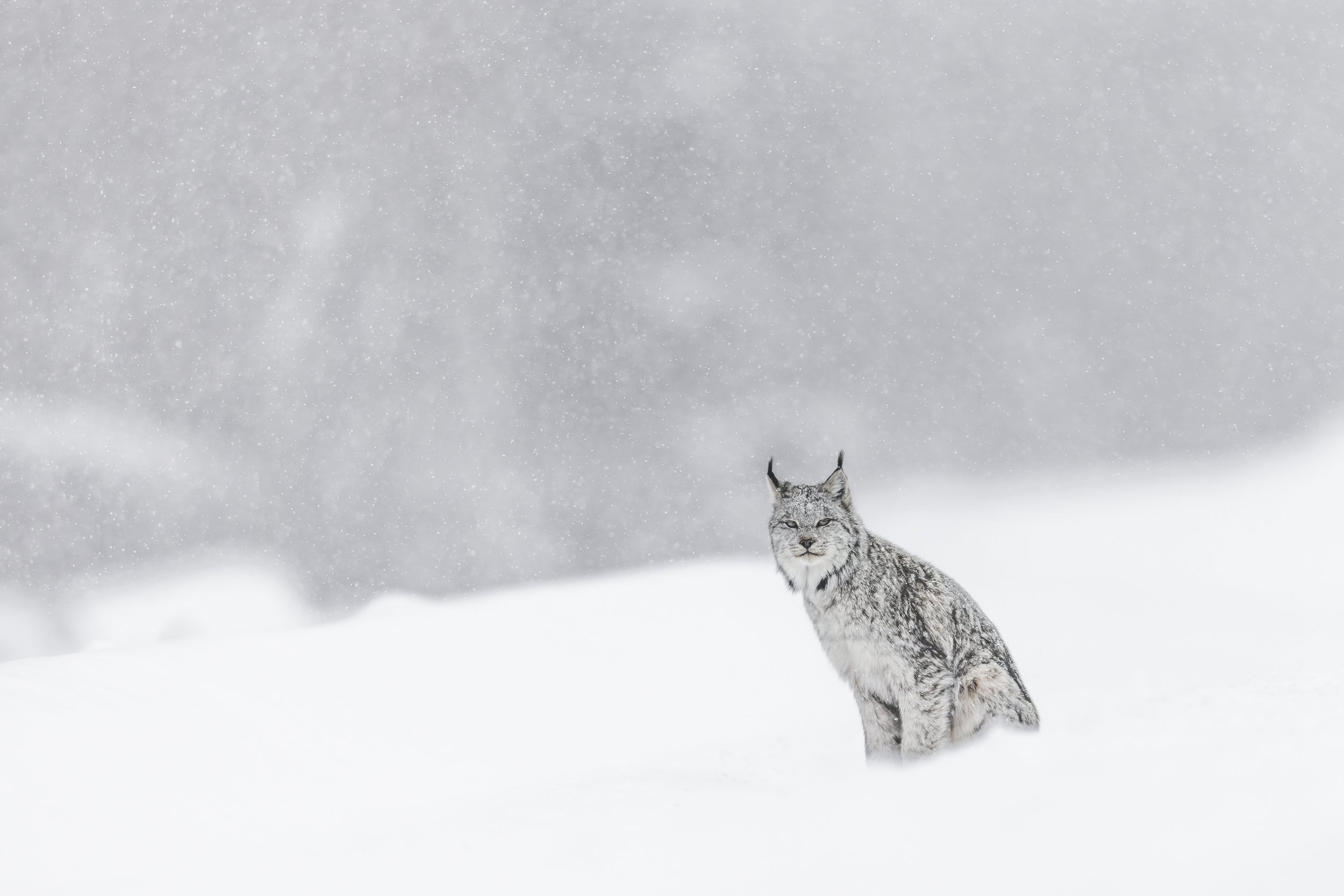 Lynx 022