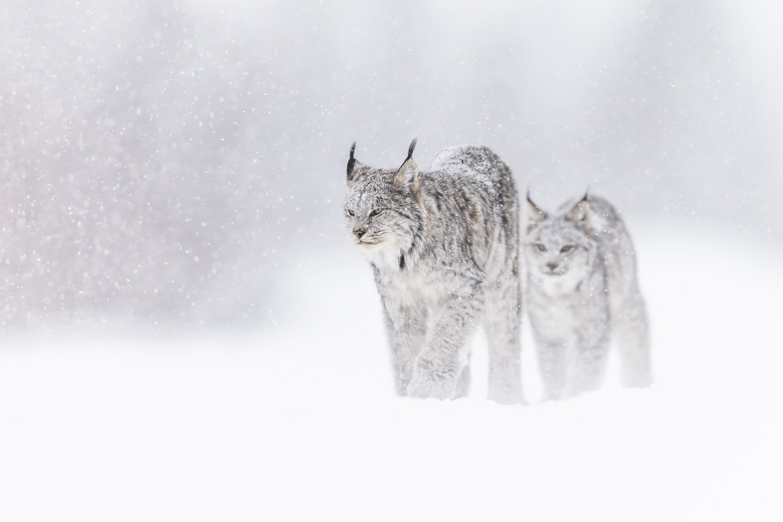 Lynx 023