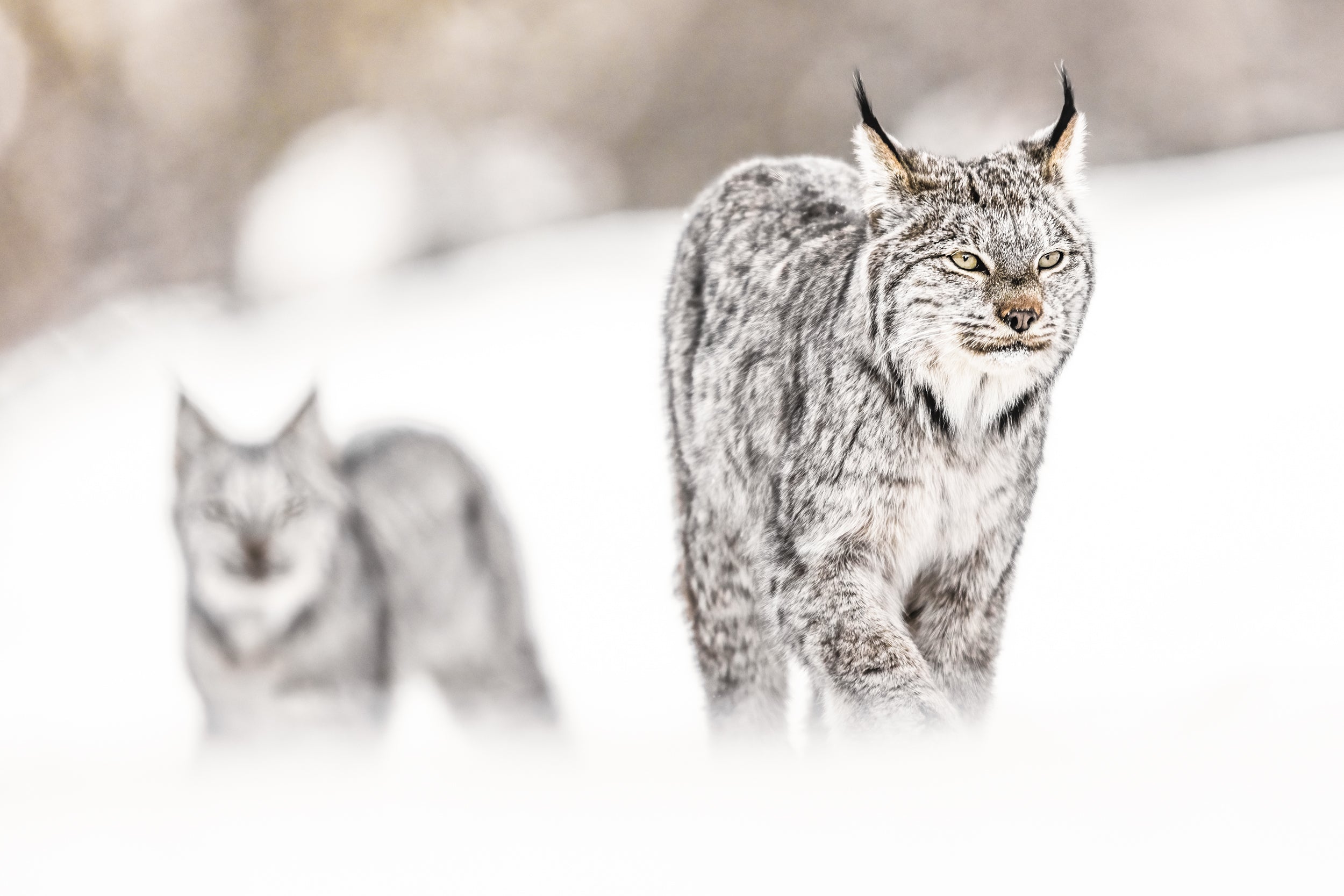 Lynx 024