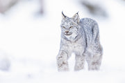Lynx 026