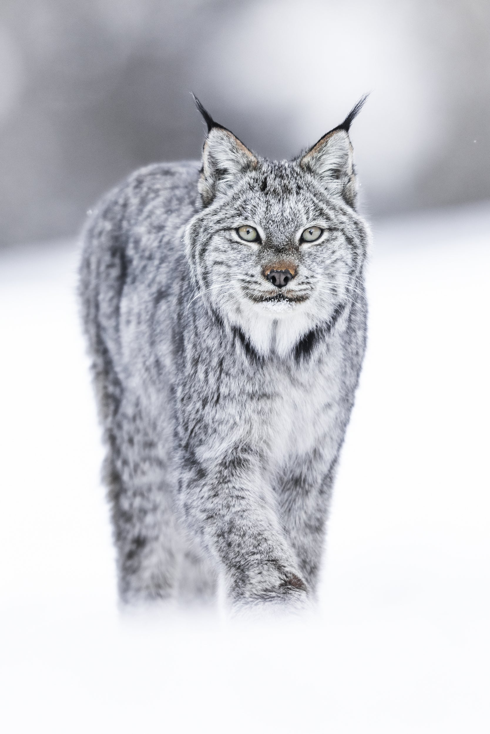 Lynx 027