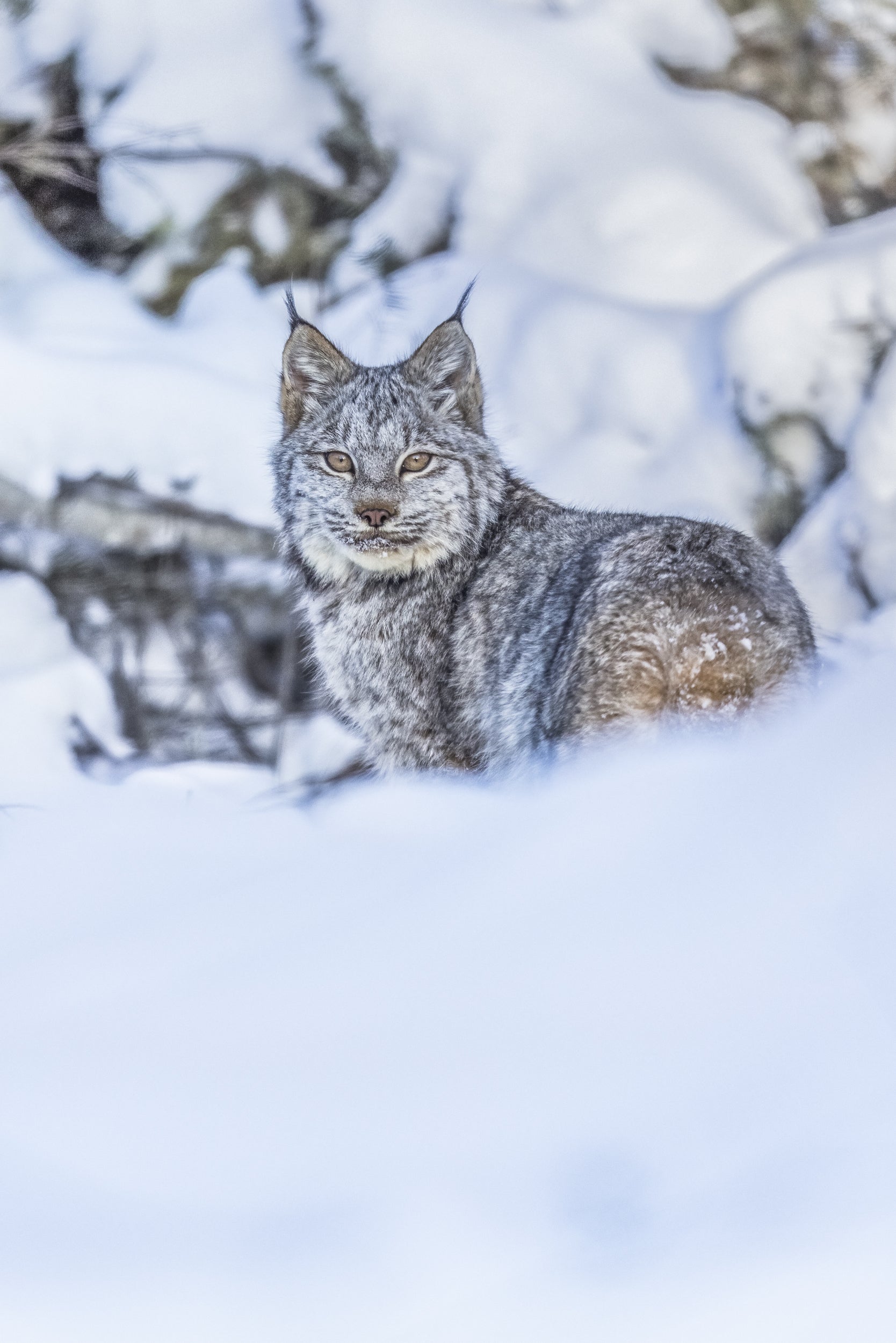 Lynx 028