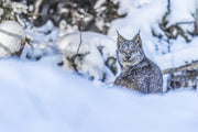 Lynx 029