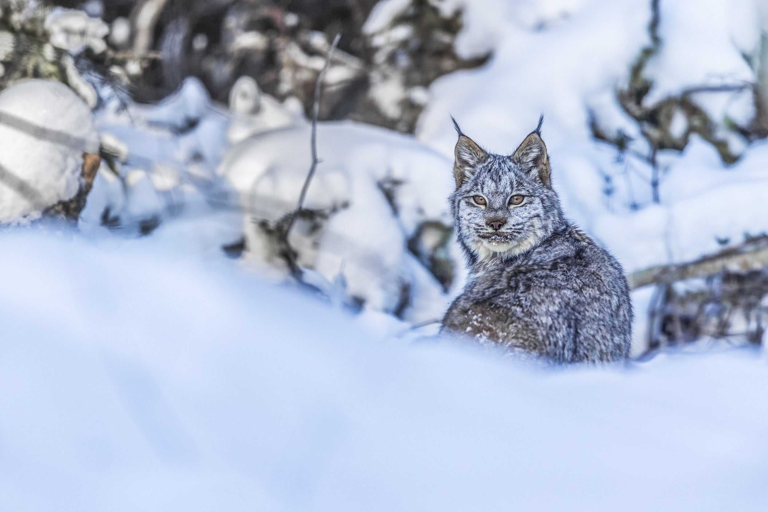 Lynx 029
