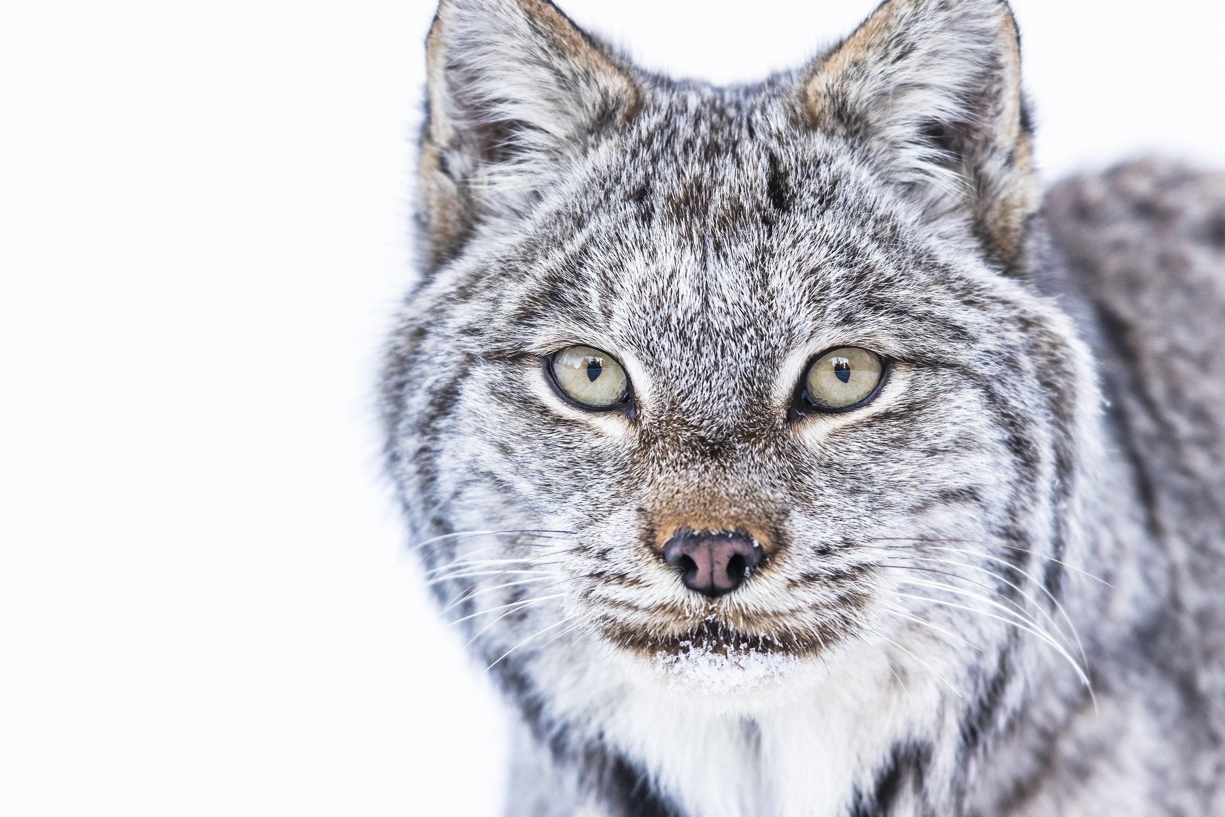 Lynx 003