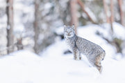 Lynx 030