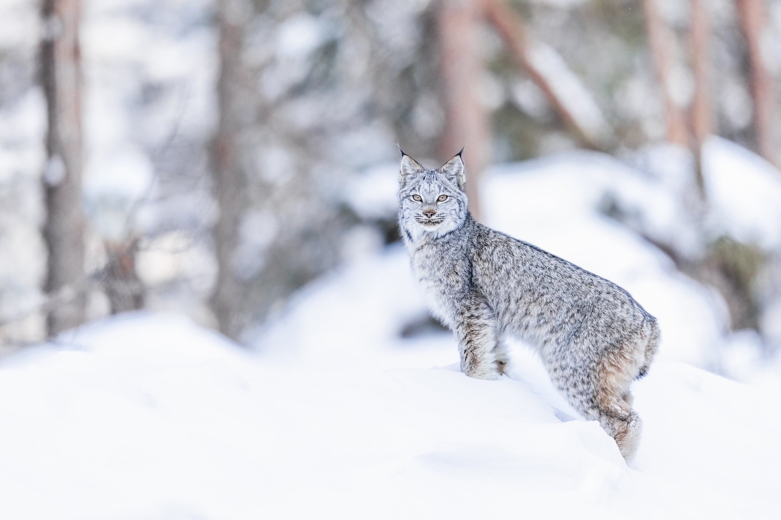 Lynx 030