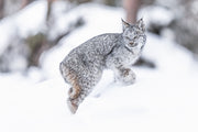 Lynx 031