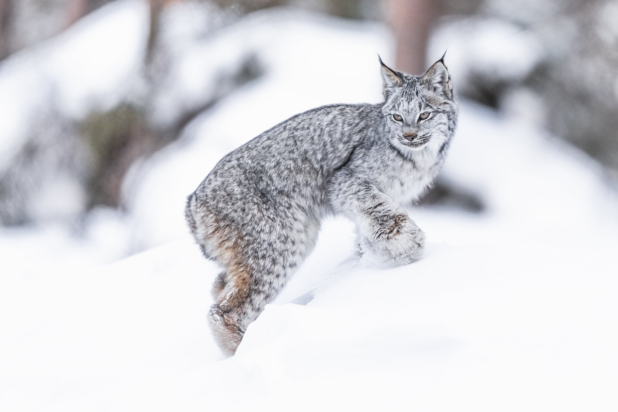 Lynx 031