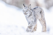 Lynx 032