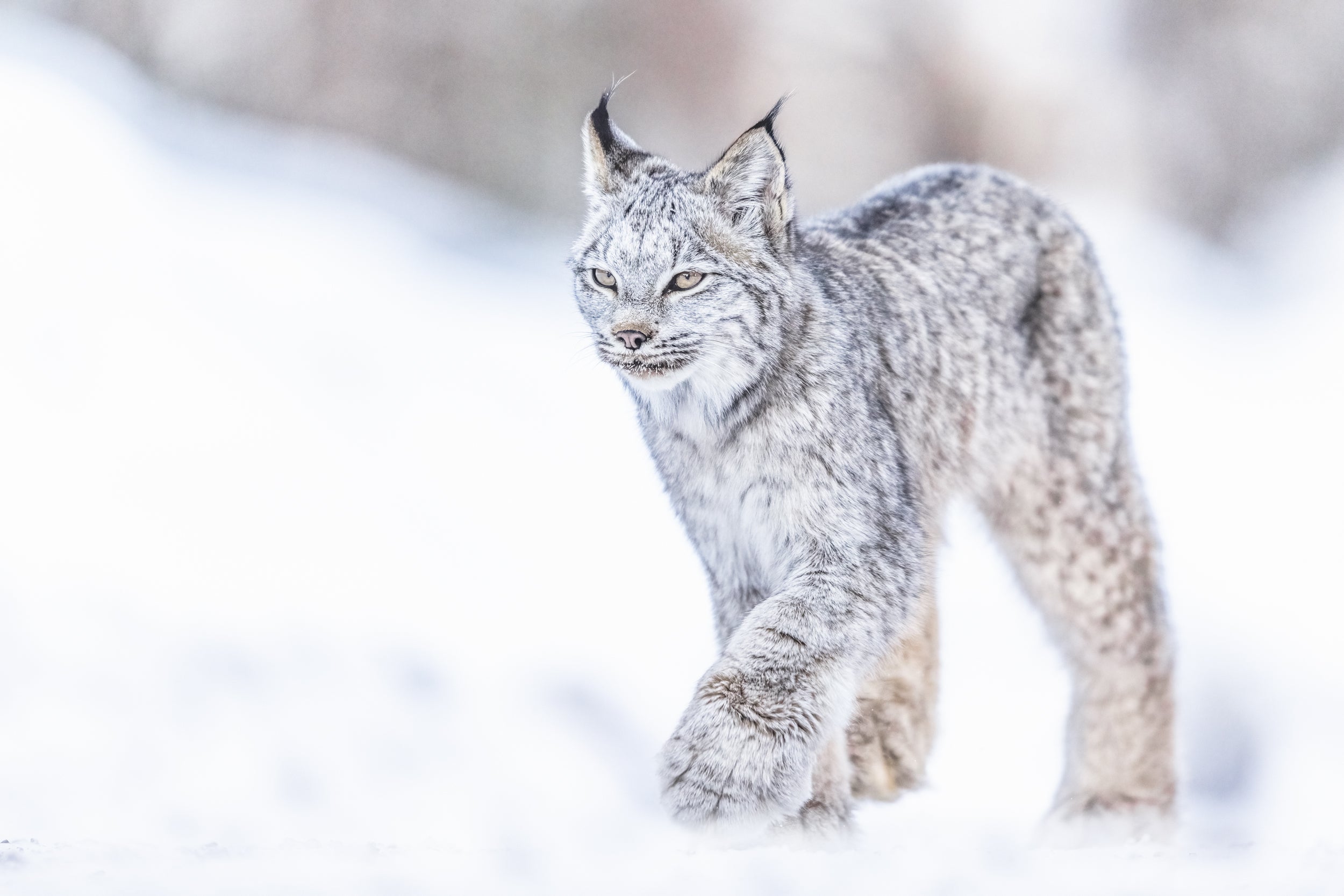 Lynx 032
