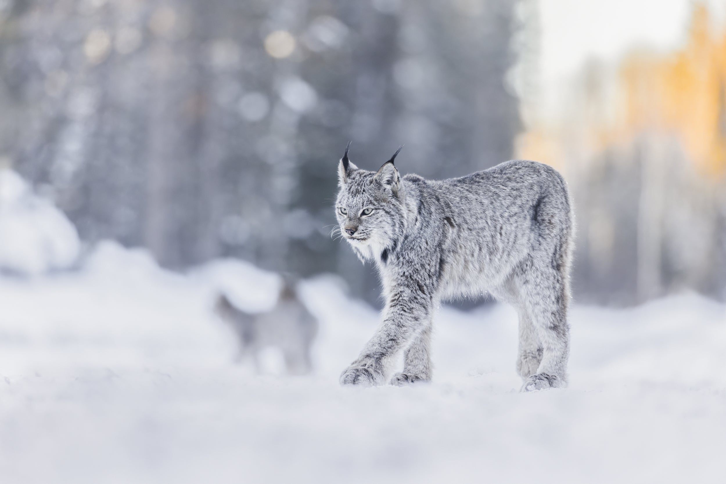 Lynx 034