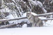 Lynx 035