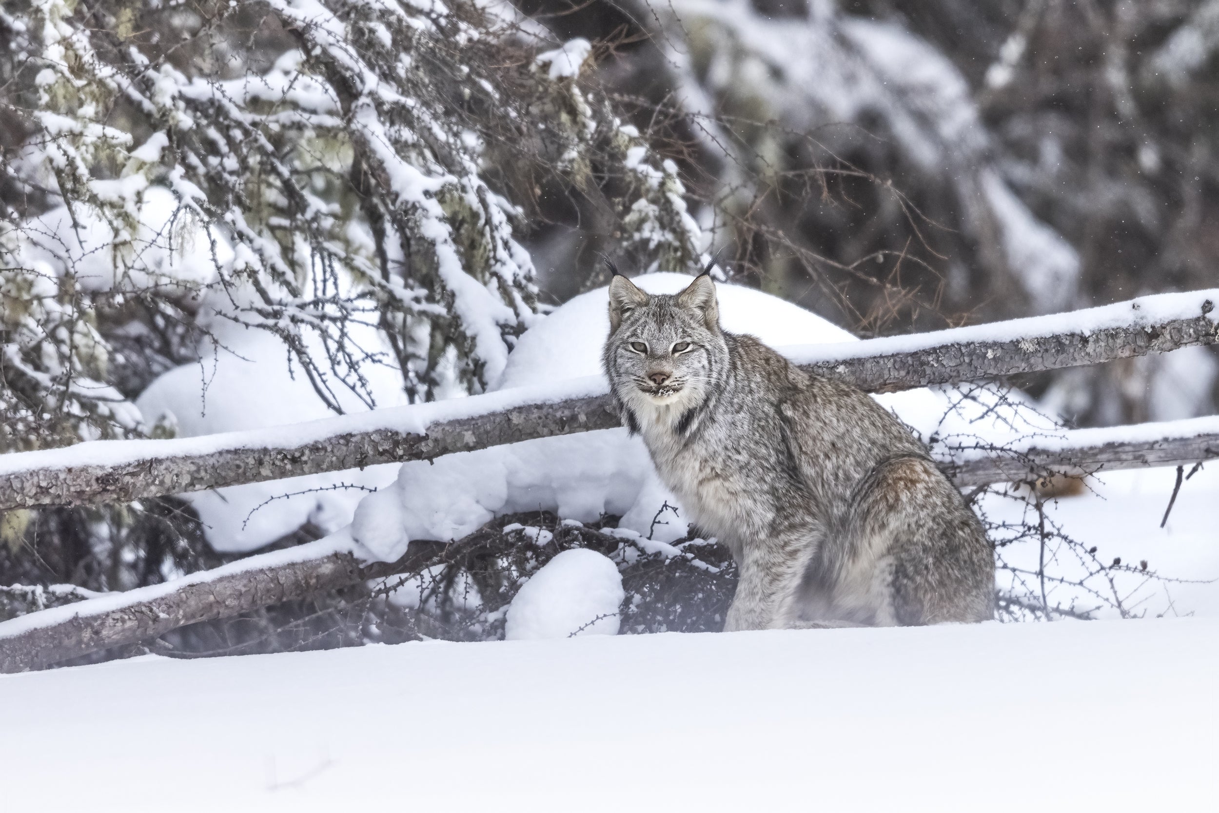 Lynx 035