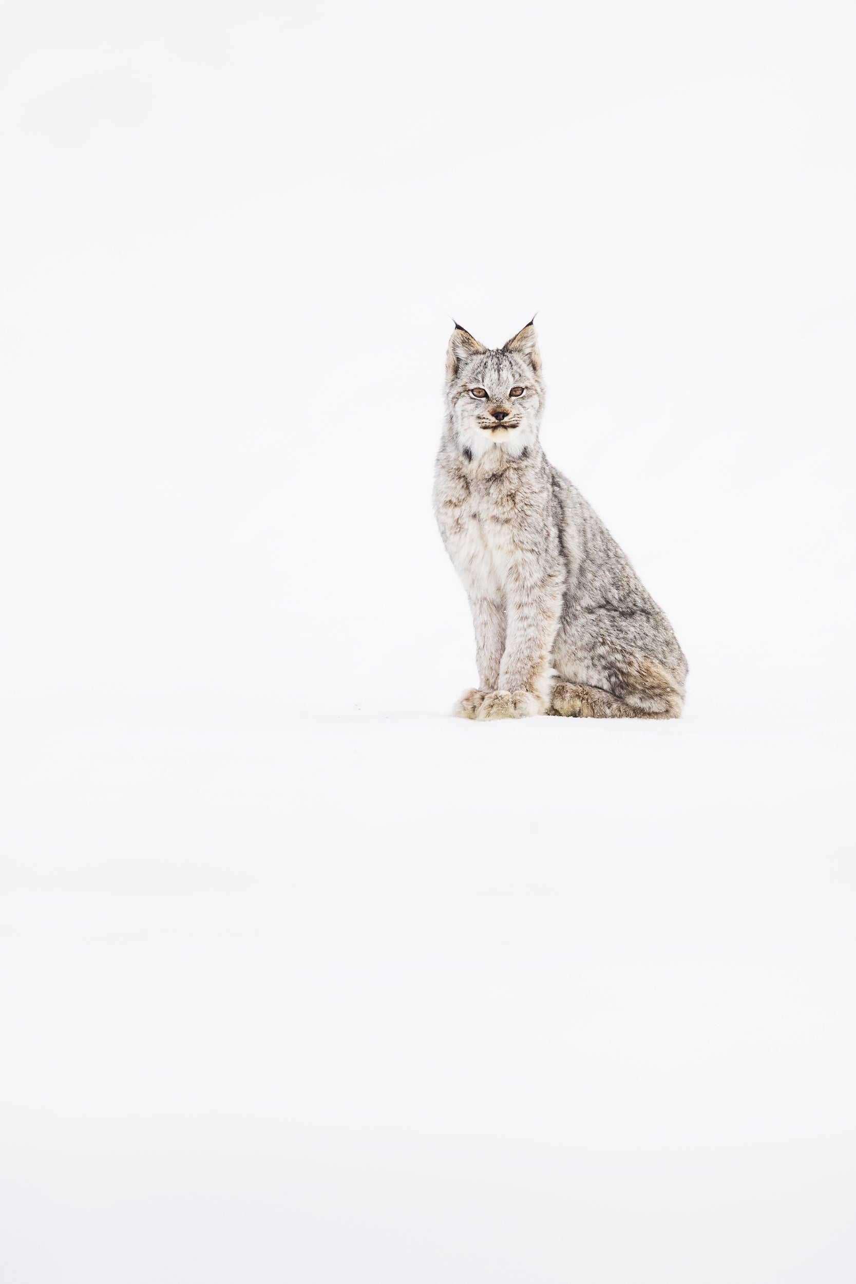 Lynx 036