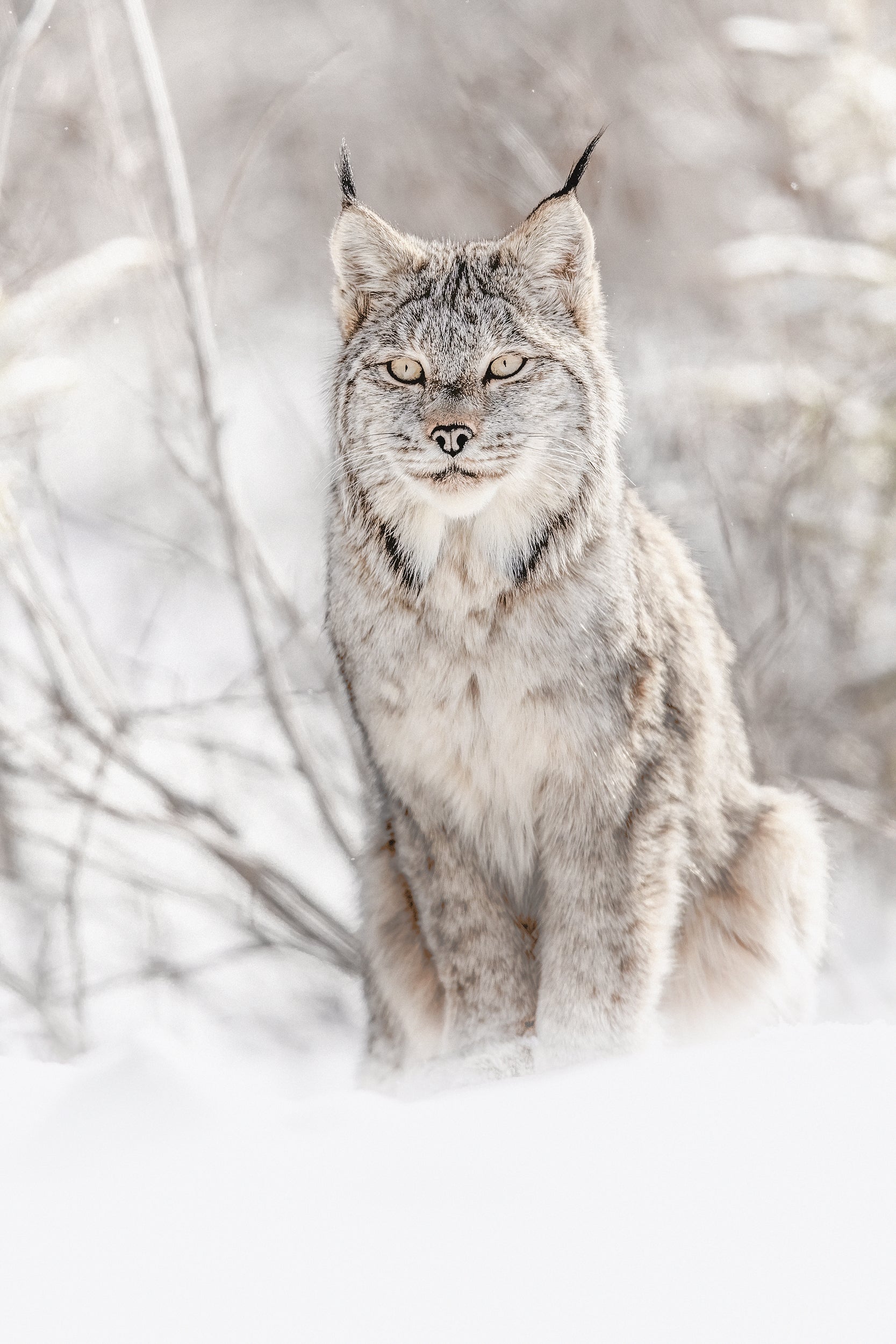 Lynx 037