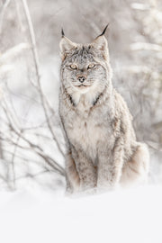 Lynx 037