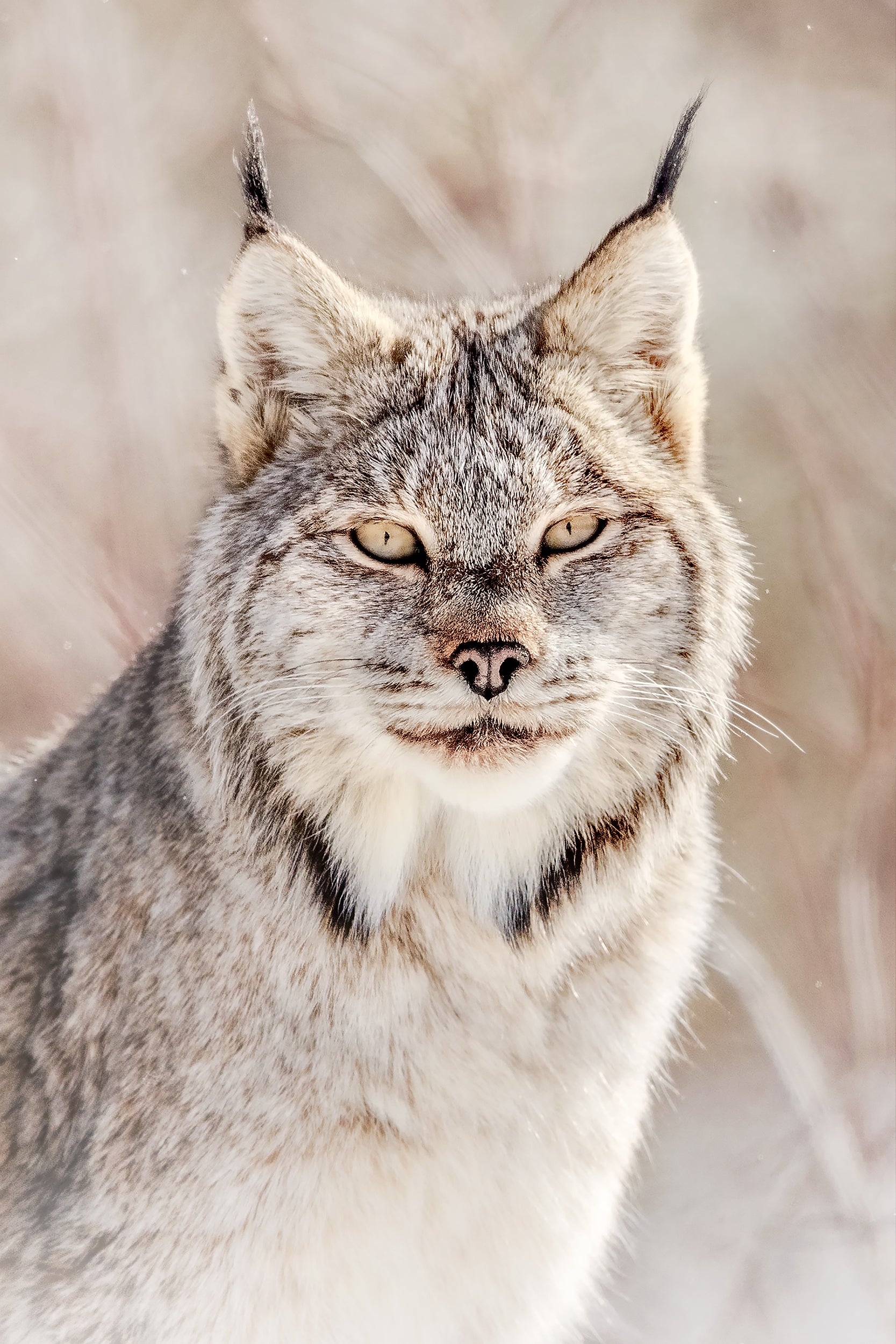 Lynx 038