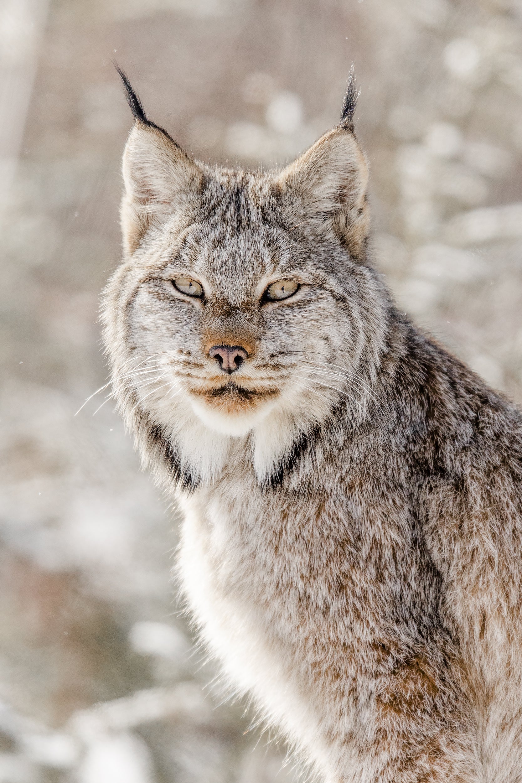 Lynx 039