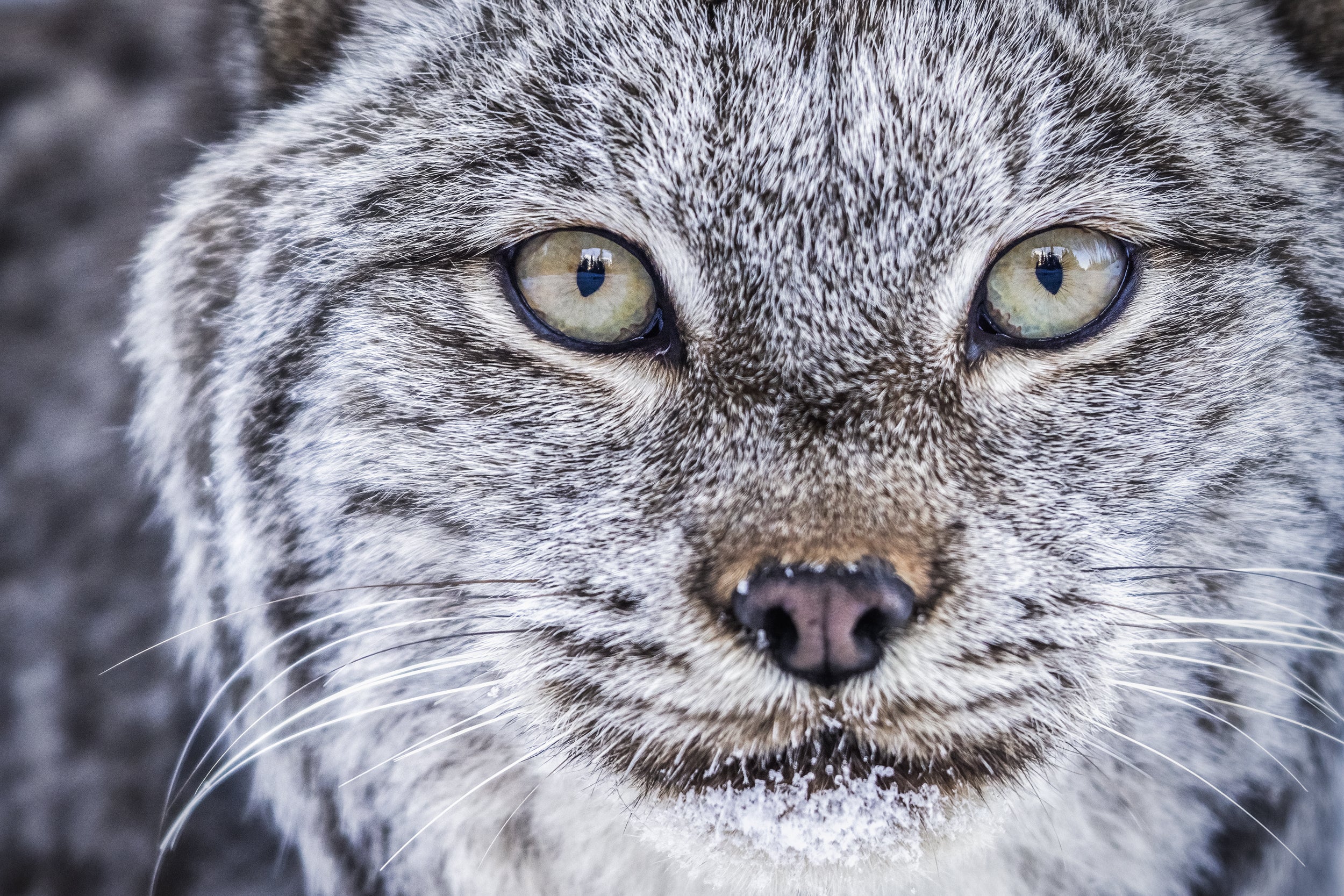Lynx 004