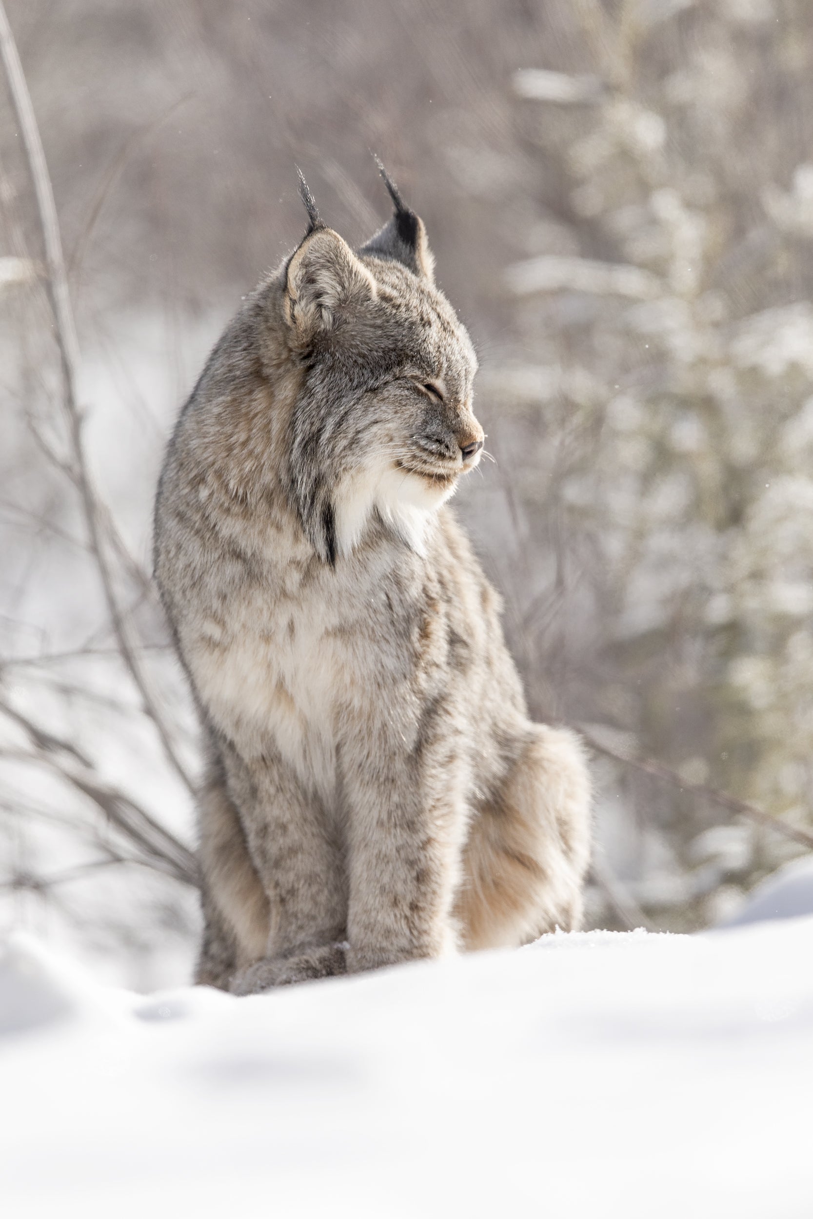 Lynx 040