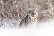 Lynx 041