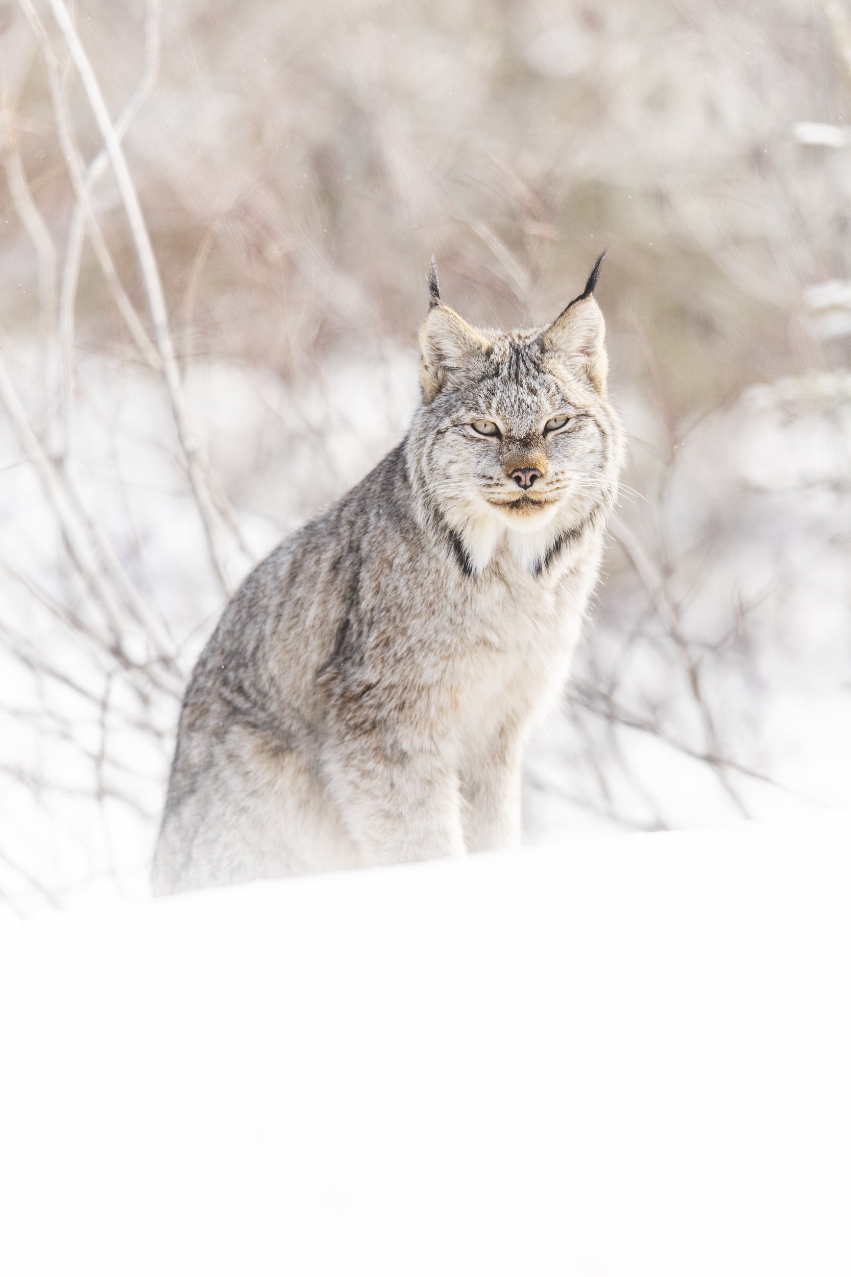 Lynx 042