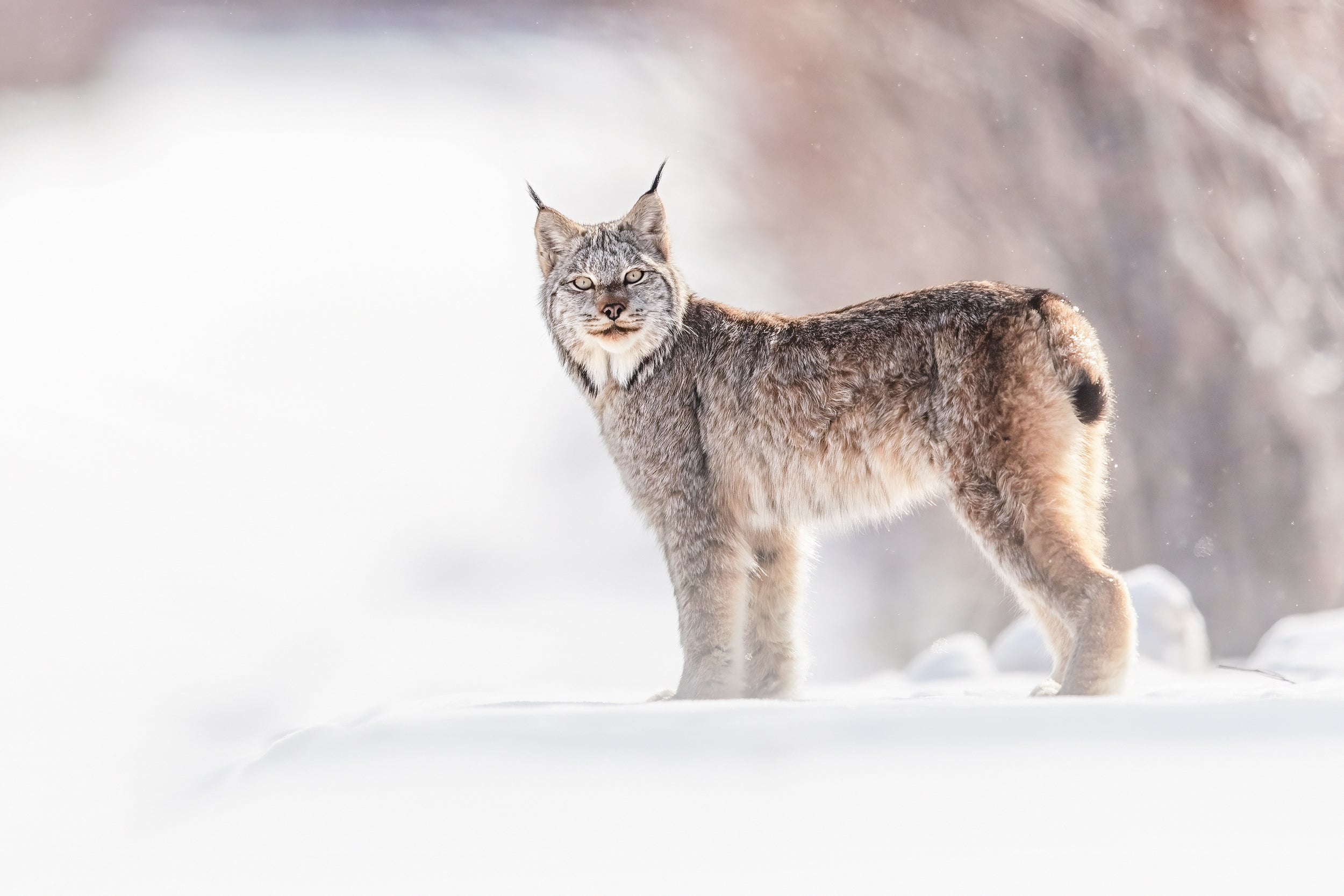 Lynx 043