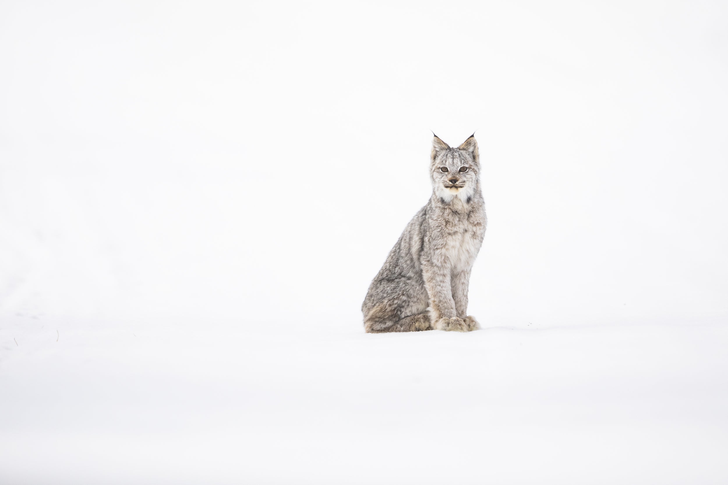 Lynx 044