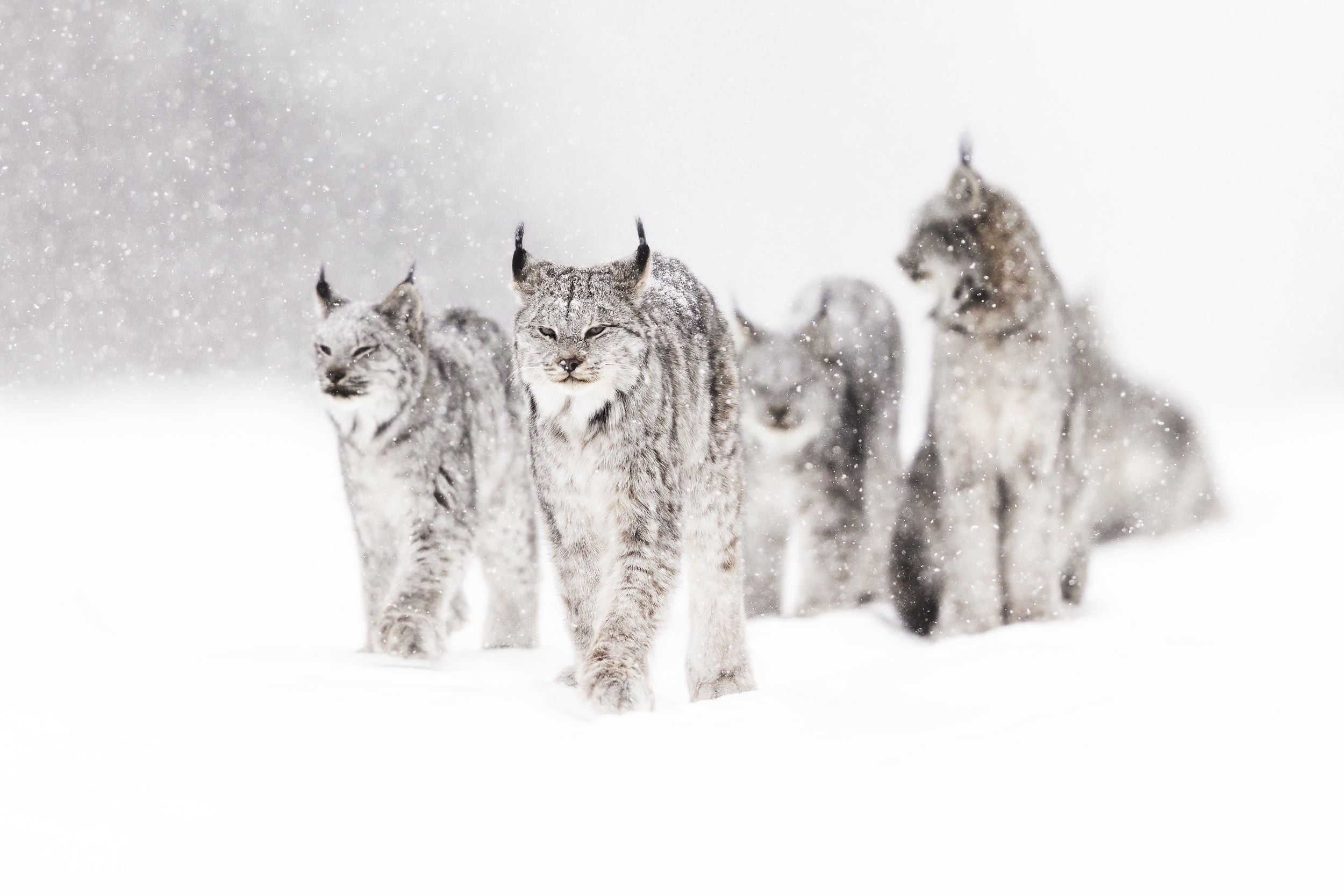 Lynx 045