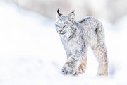 Lynx 046